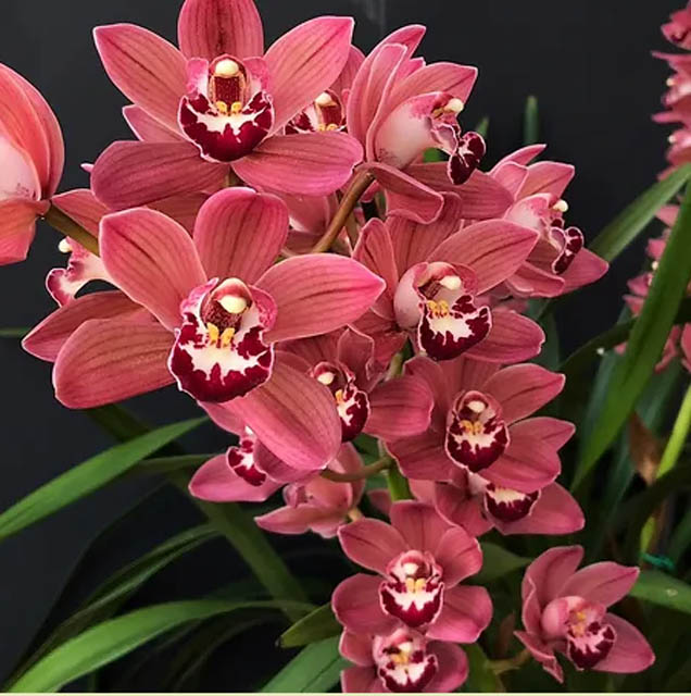 Bunch of red Orchids