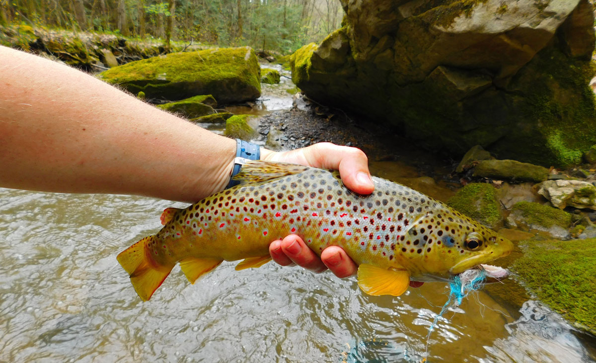Brown Trout In PA 