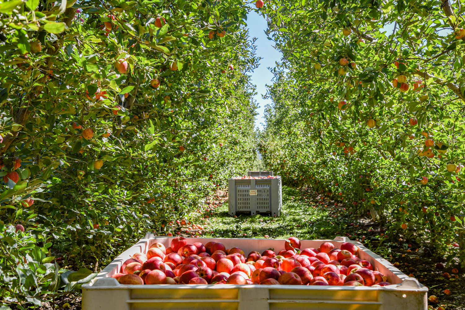 Pick Your Own Apple Orchards in PA visitPA