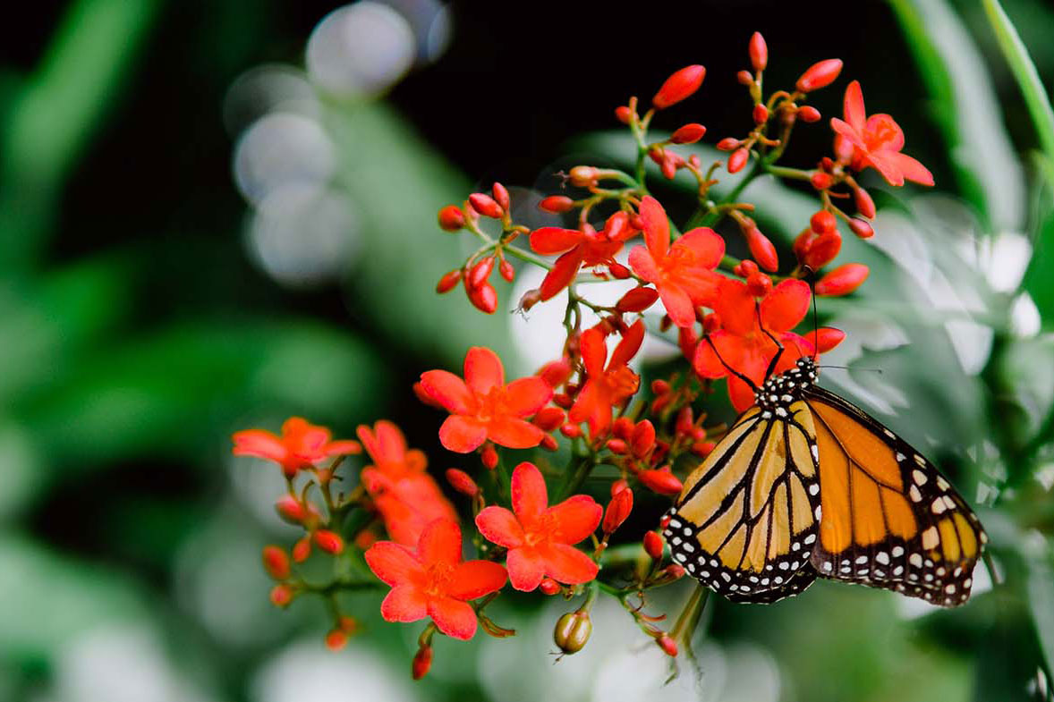 Butterfly on flower bunch