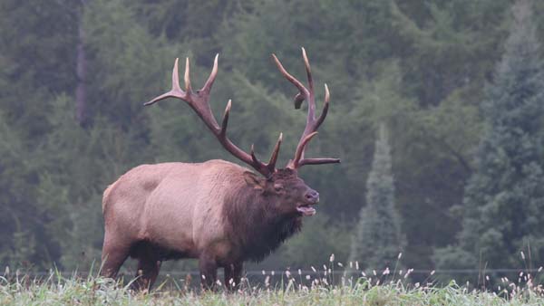 elk mooing