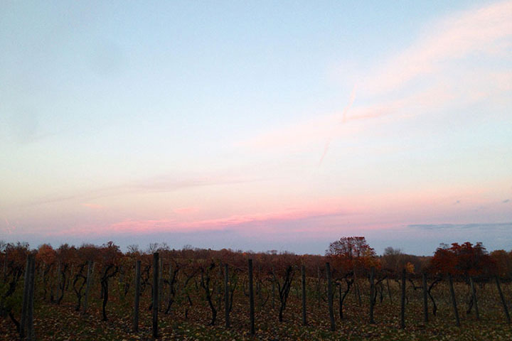 Beautiful landscape of a Vineyard with red sky